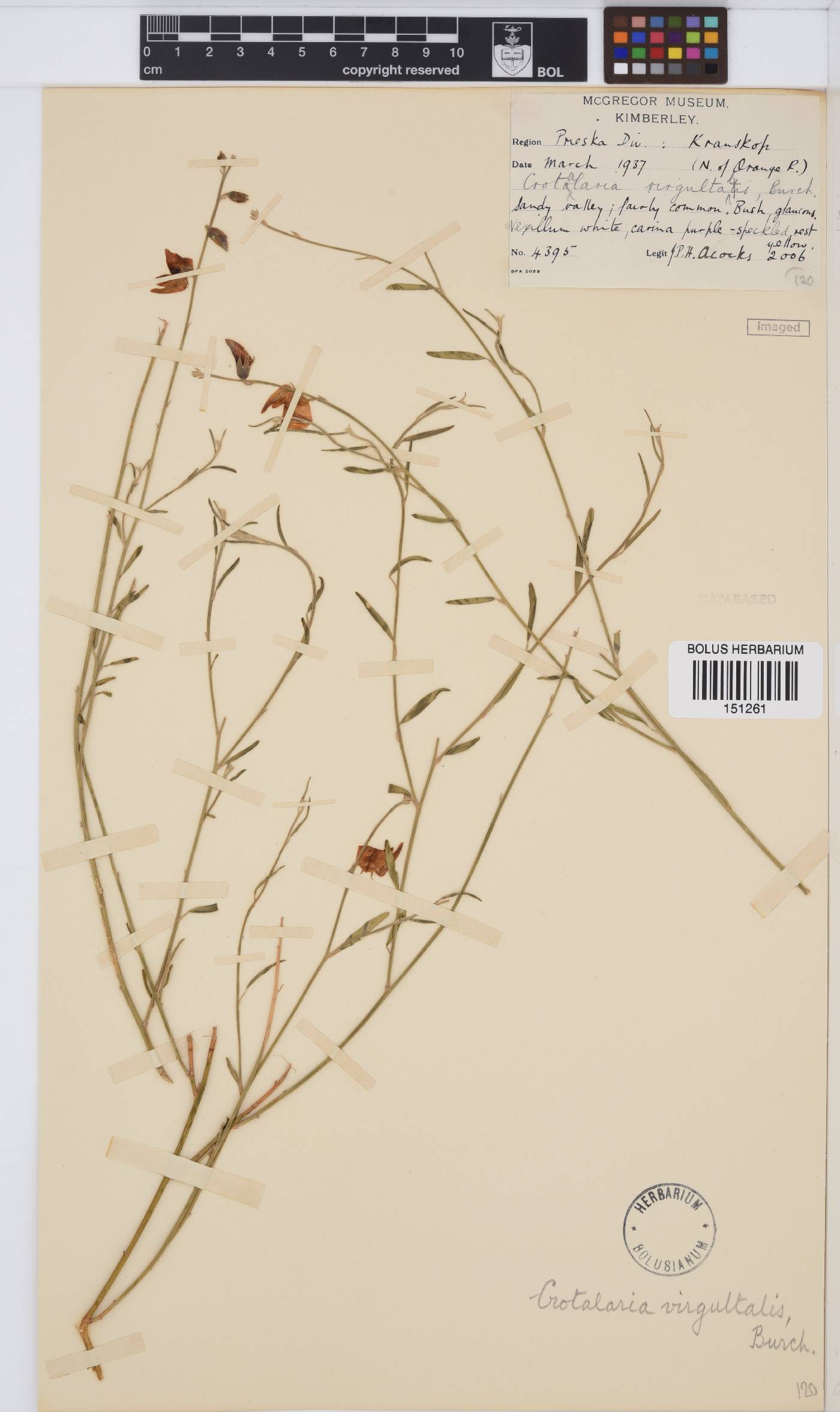 Crotalaria virgultalis image