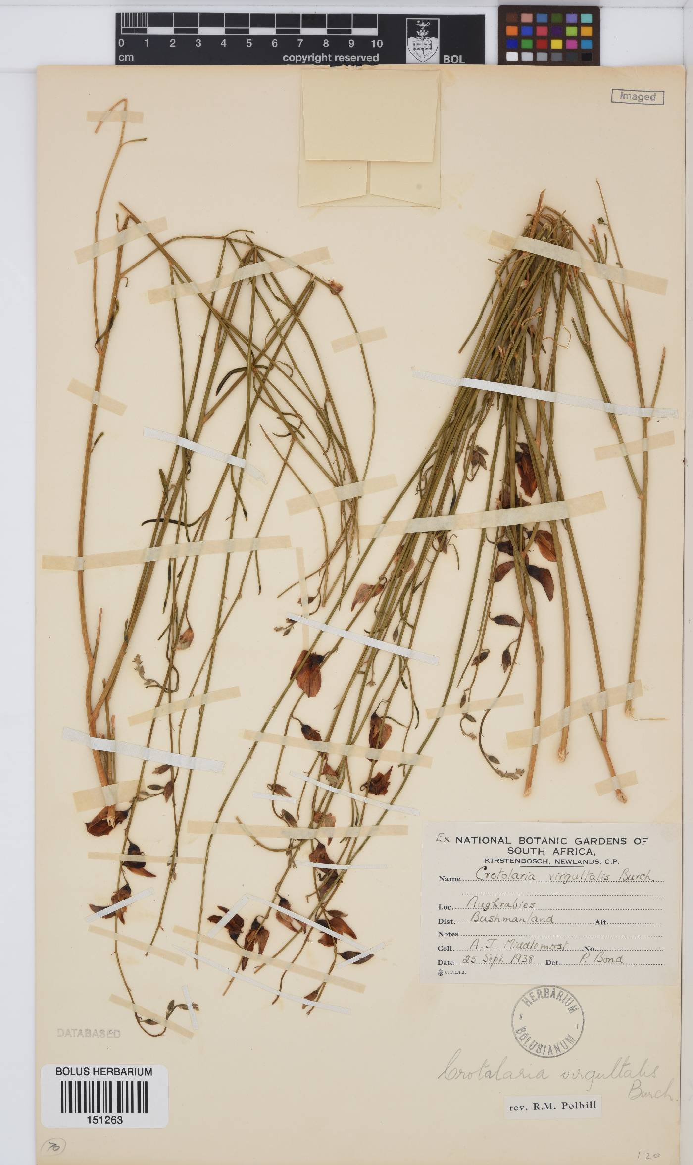 Crotalaria virgultalis image