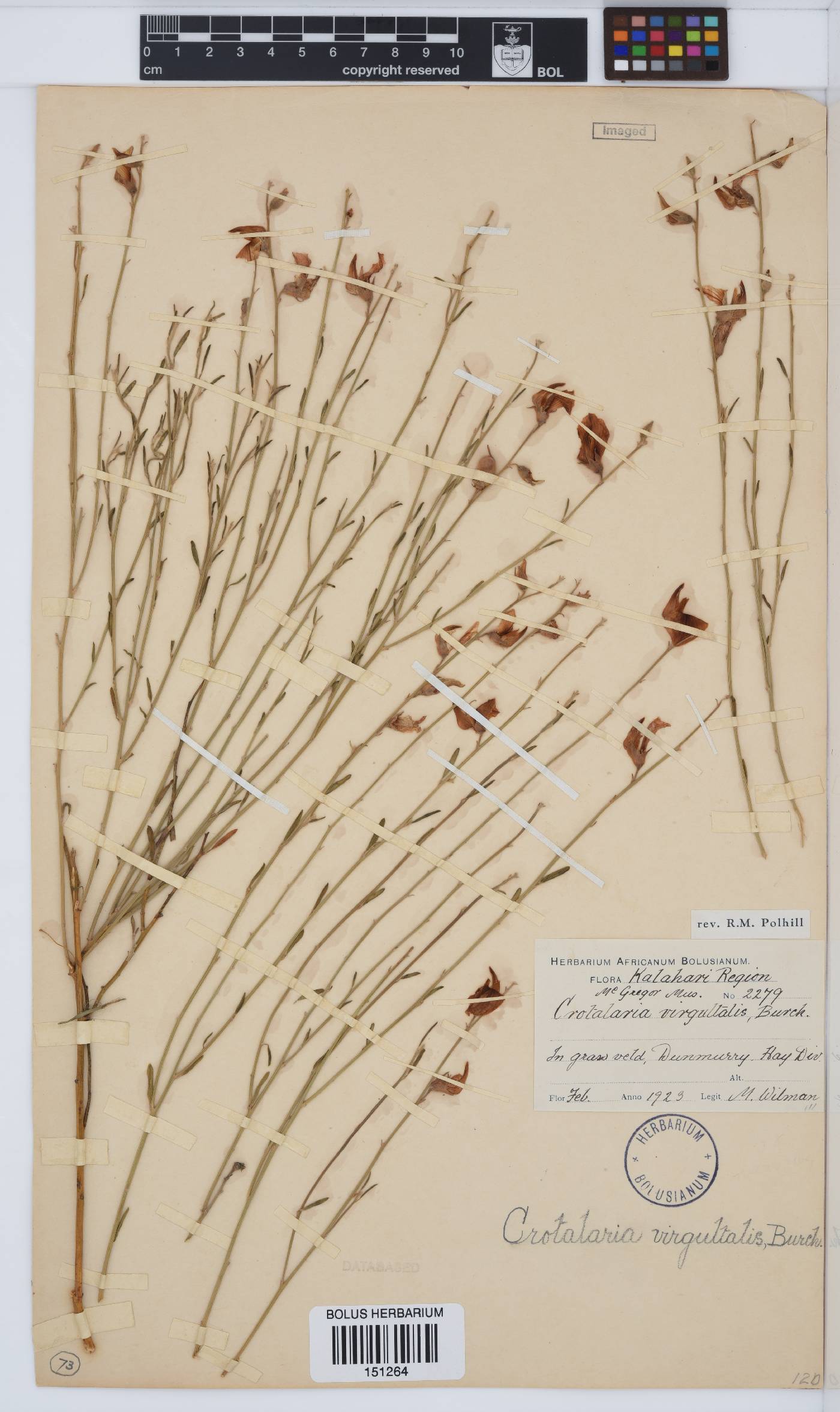 Crotalaria image