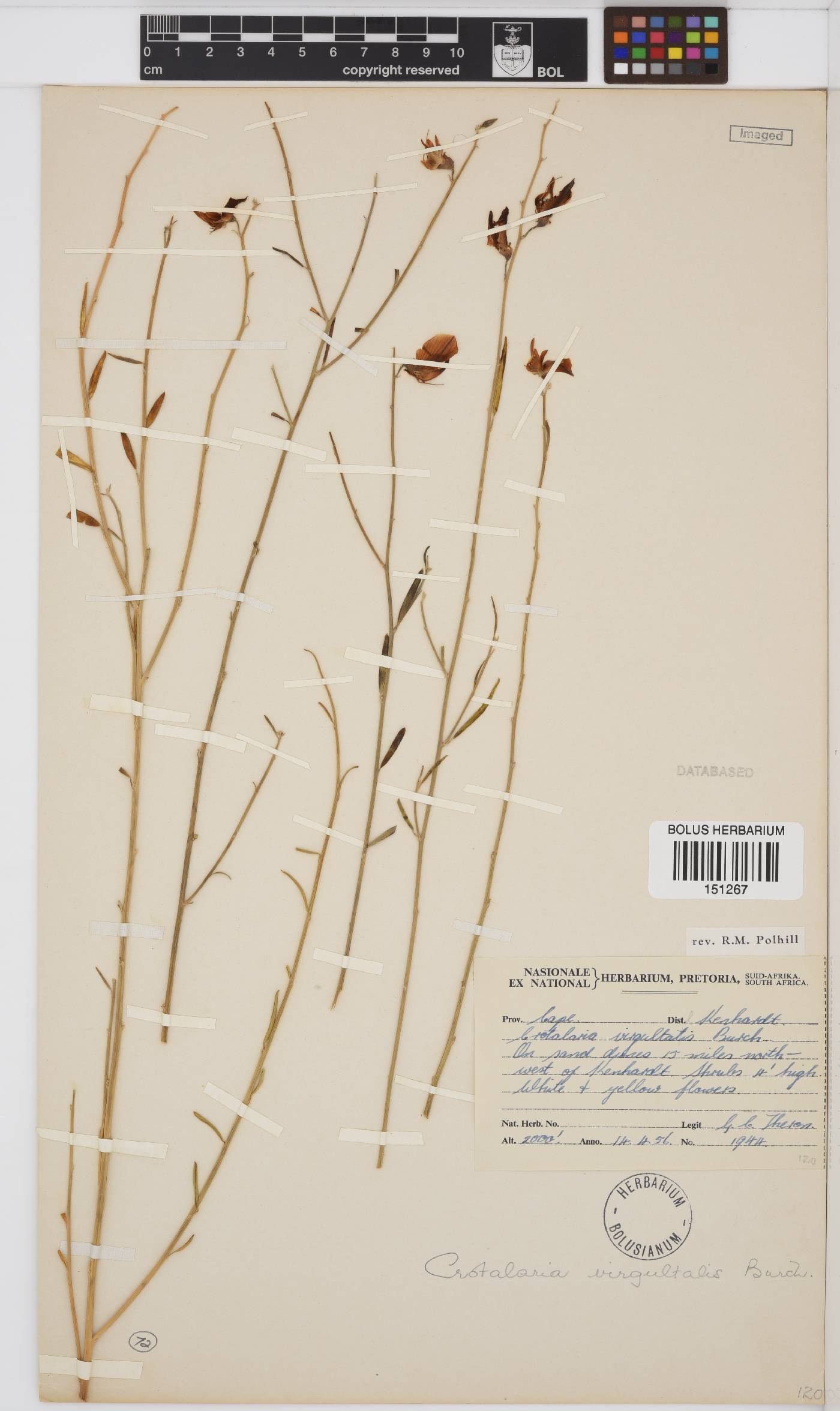 Crotalaria virgultalis image