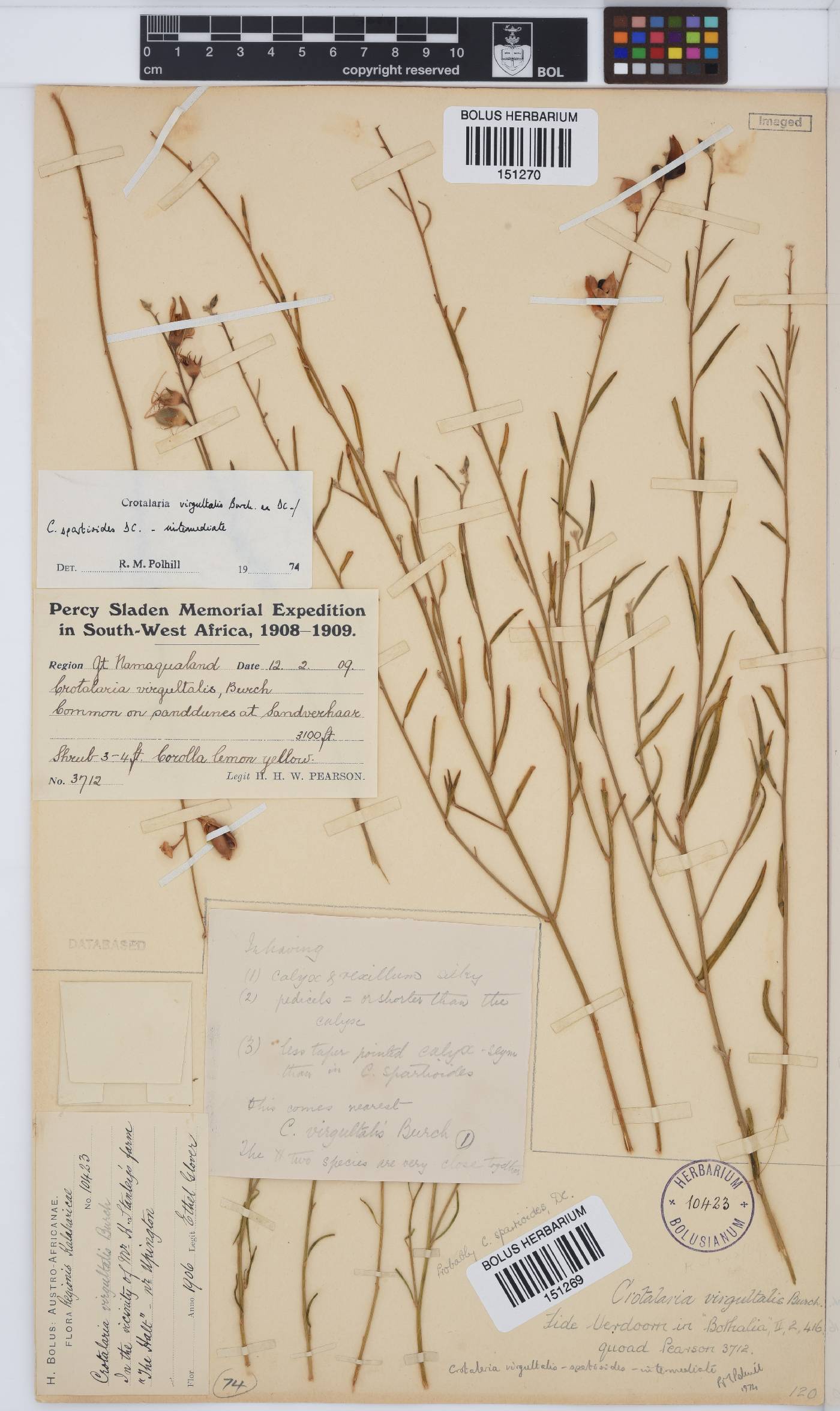 Crotalaria virgultalis image