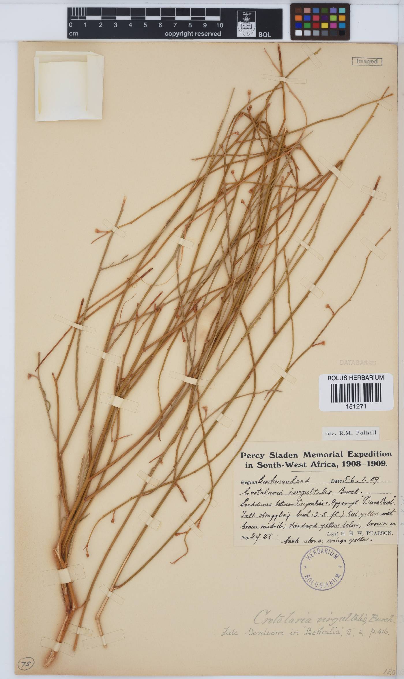 Crotalaria virgultalis image