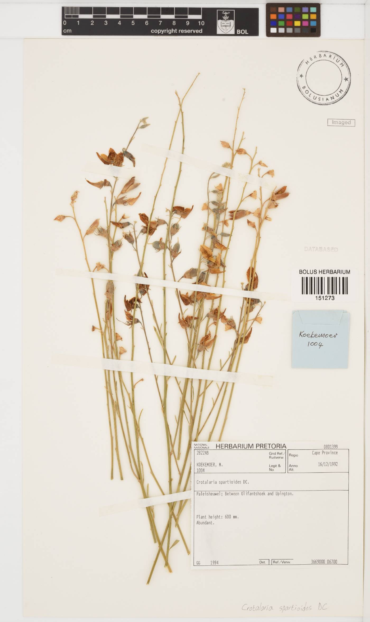 Crotalaria spartioides image