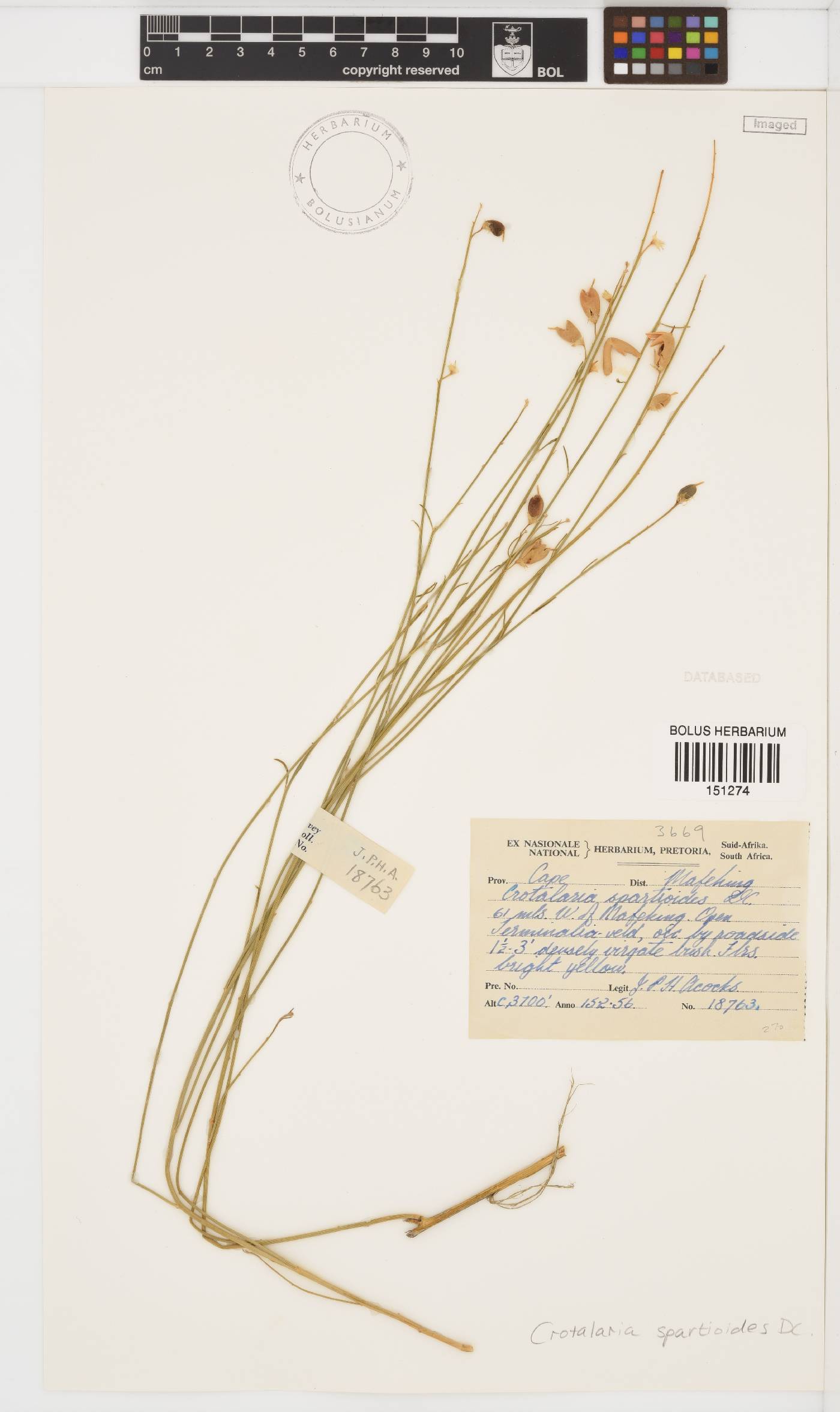 Crotalaria spartioides image