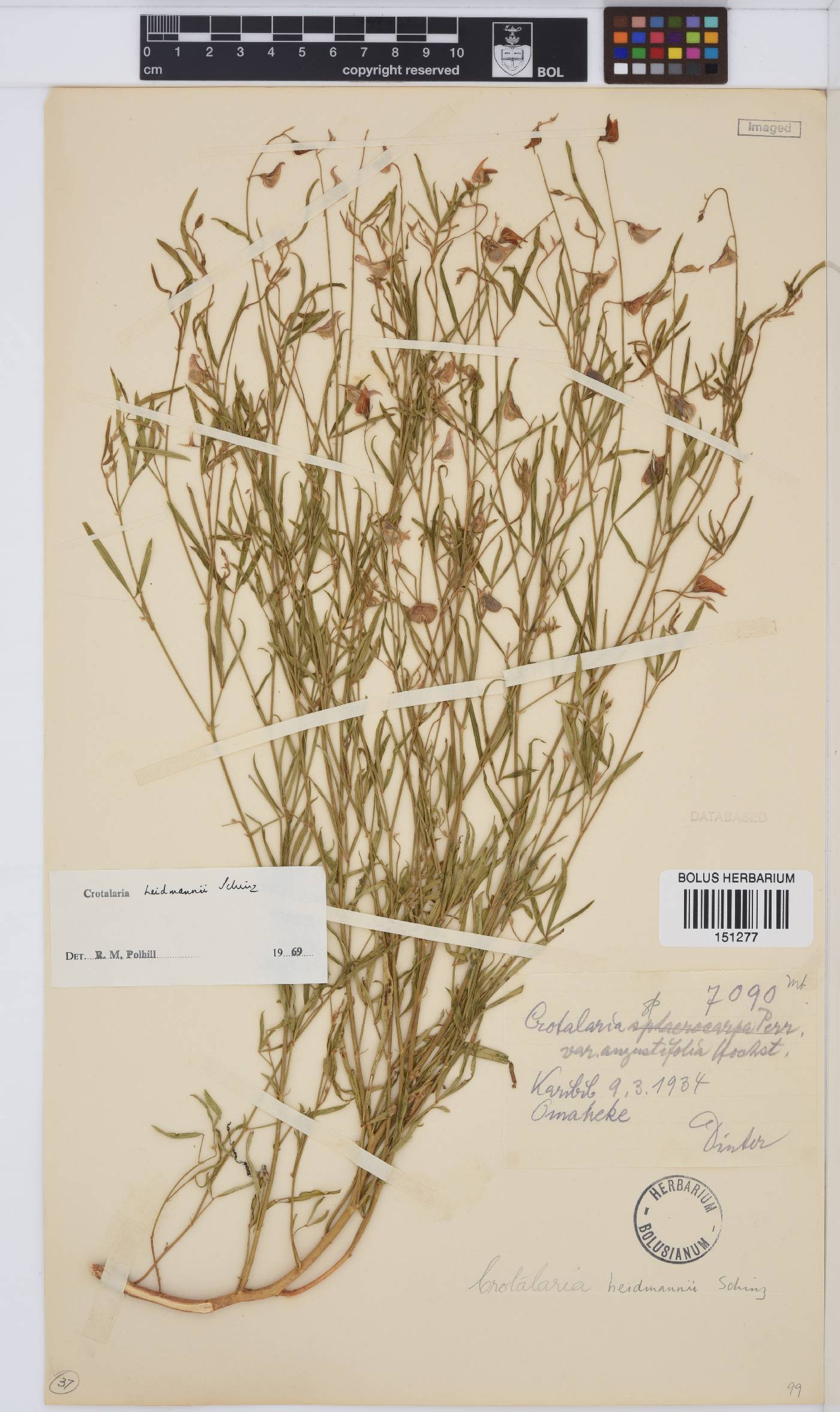 Crotalaria heidmannii image