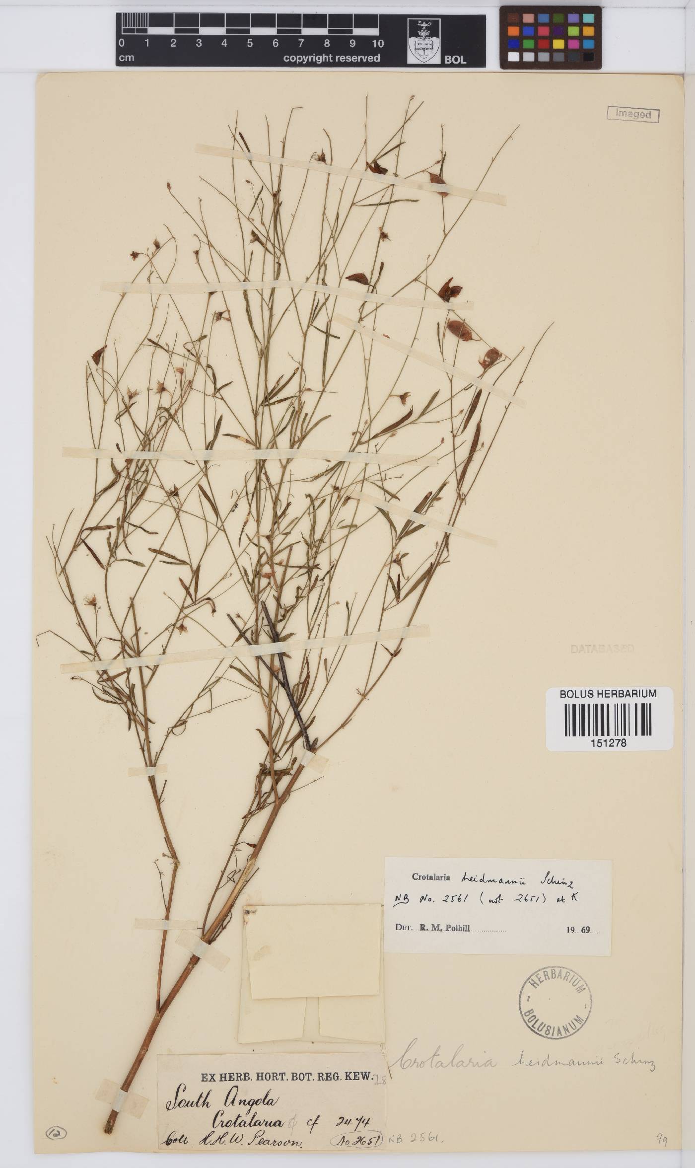 Crotalaria heidmannii image