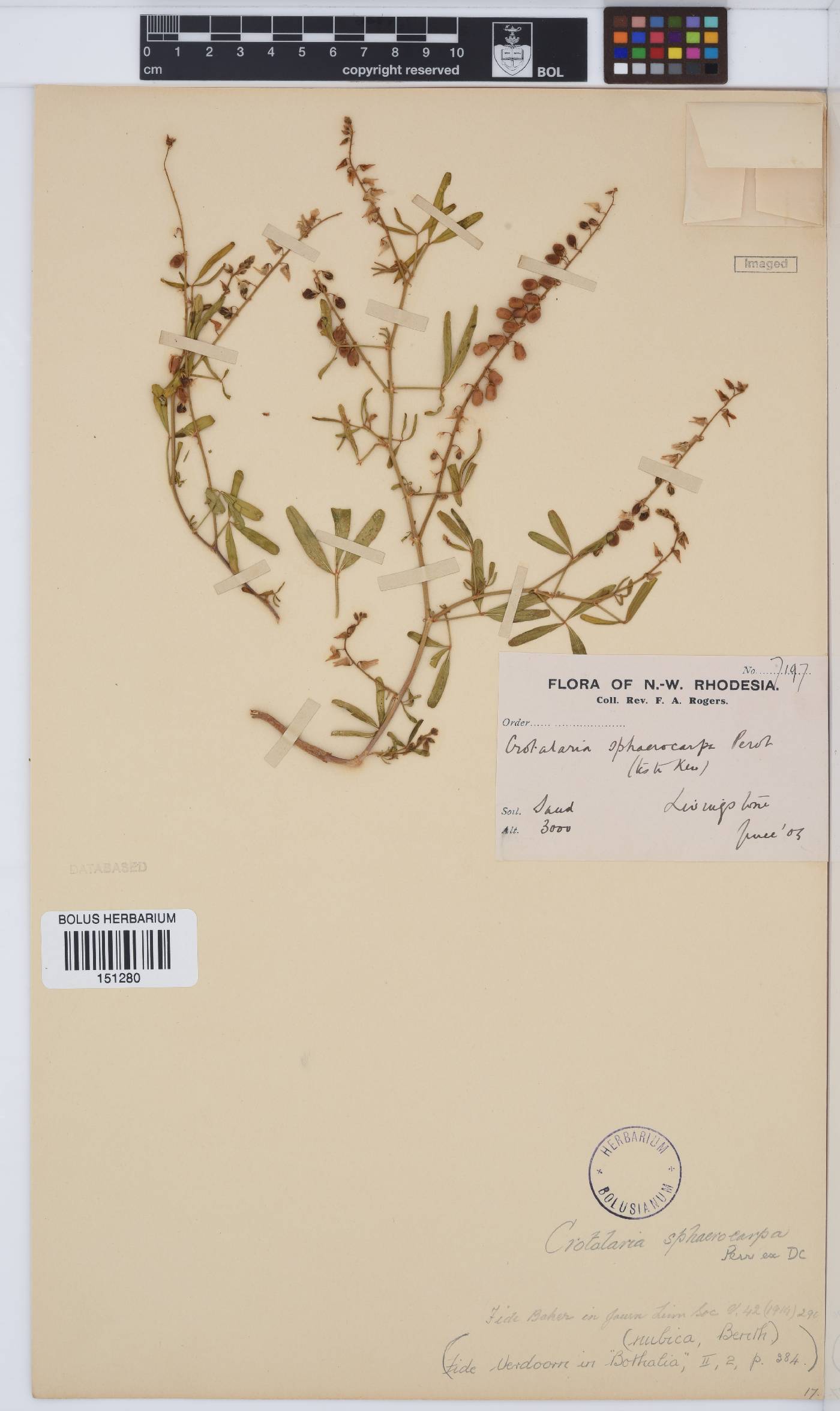 Crotalaria image