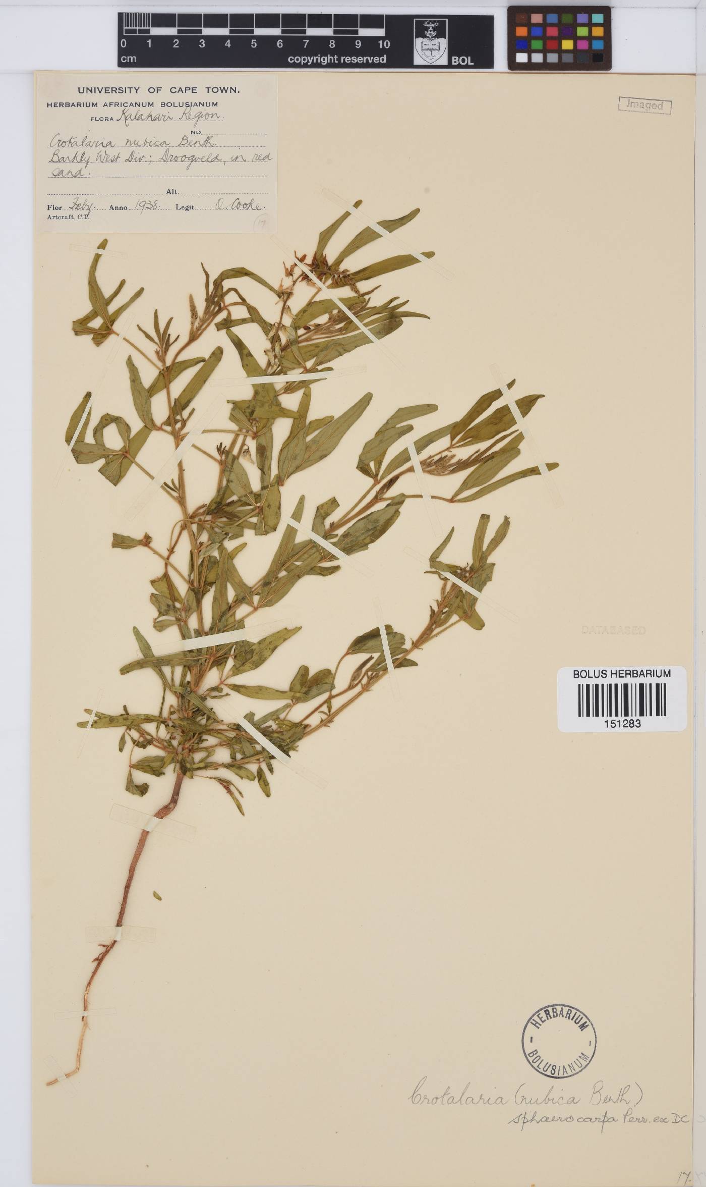 Crotalaria sphaerocarpa image