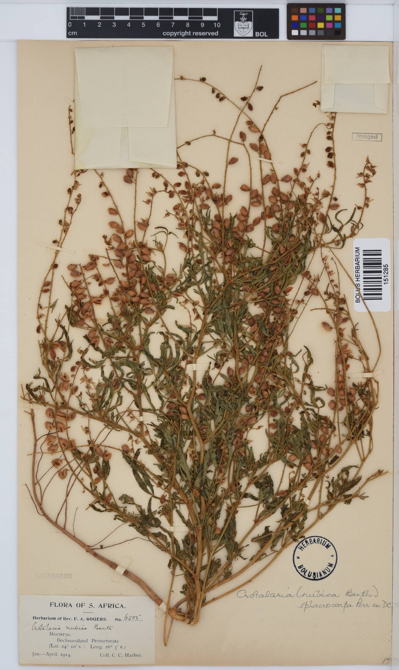 Crotalaria sphaerocarpa image