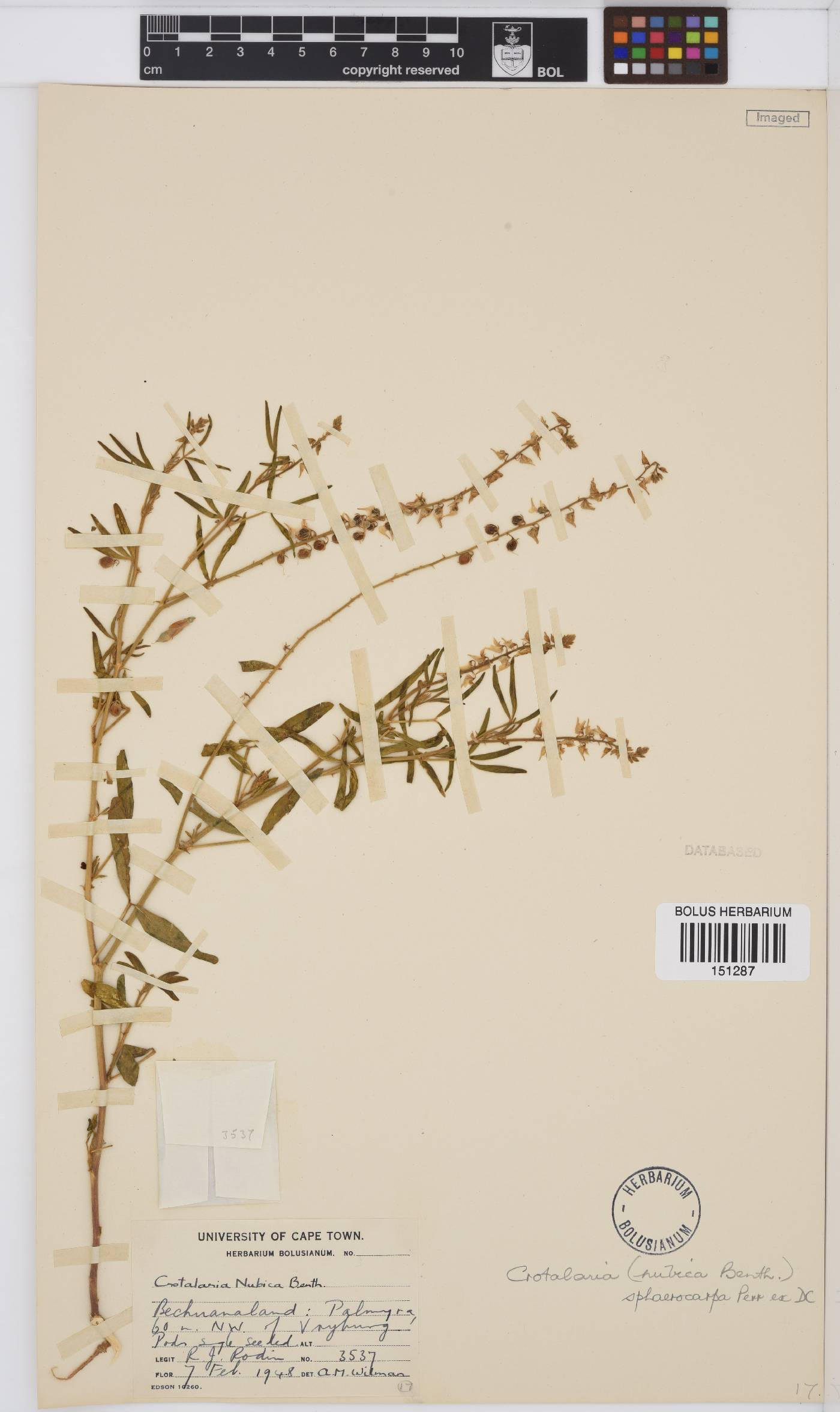 Crotalaria sphaerocarpa image