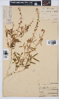 Crotalaria sphaerocarpa image