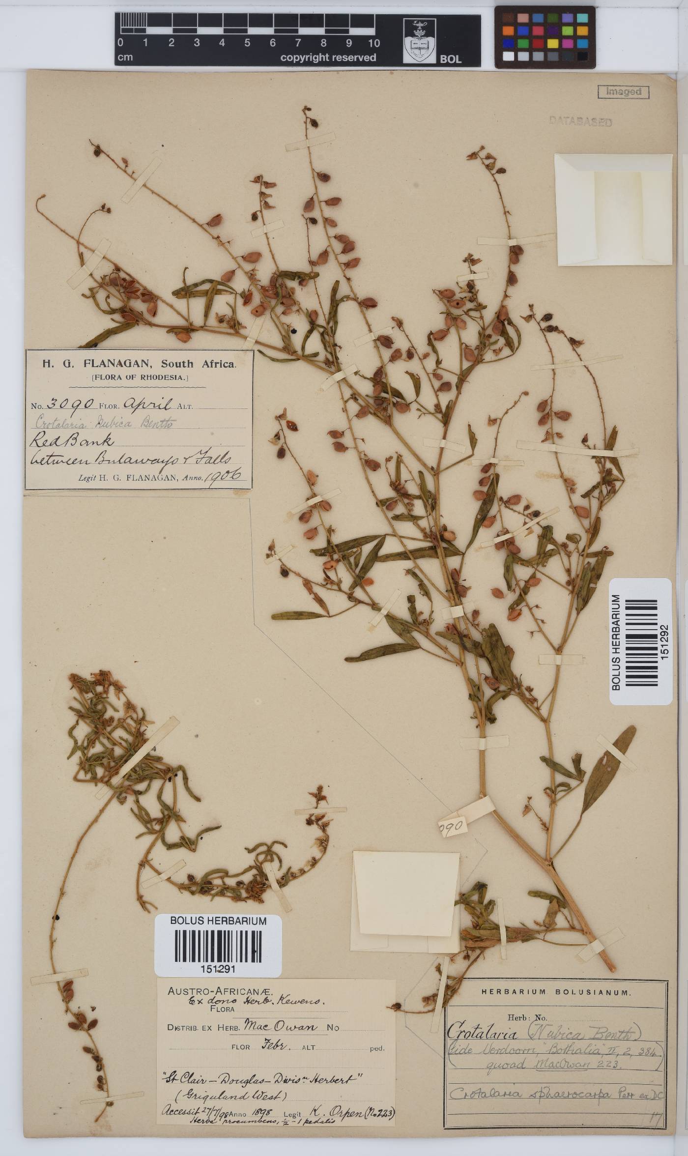 Crotalaria sphaerocarpa image