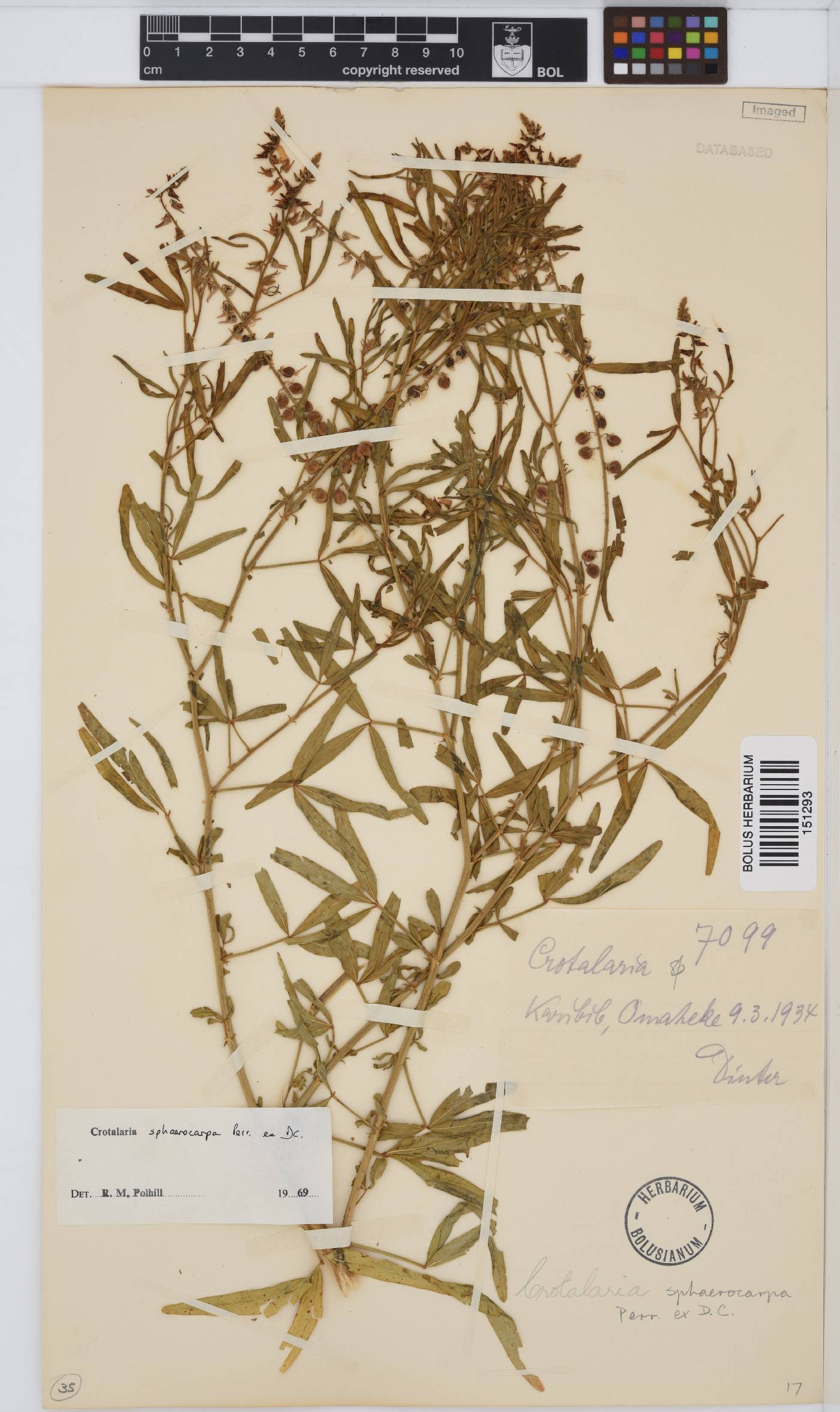 Crotalaria sphaerocarpa image