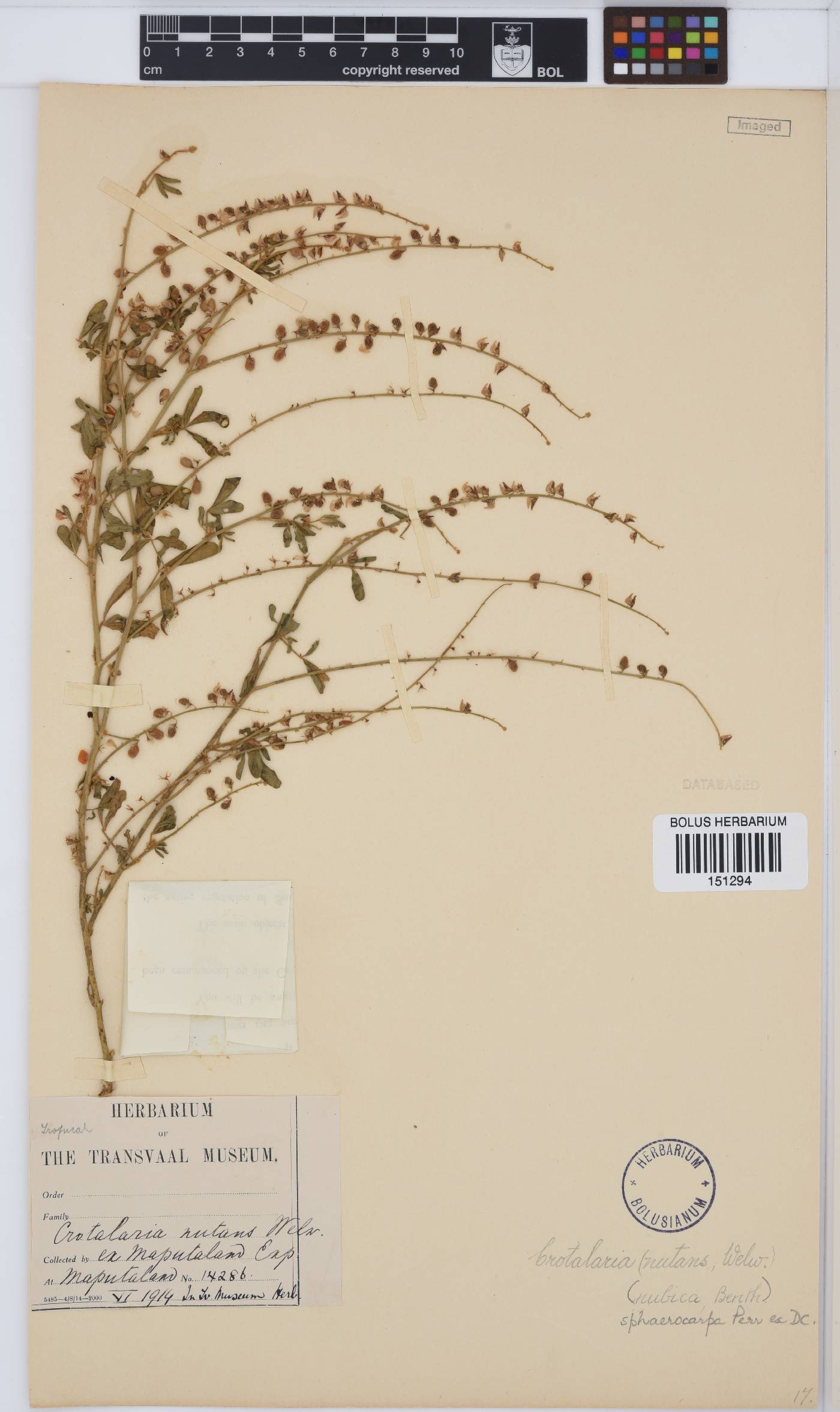 Crotalaria sphaerocarpa image