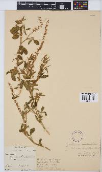 Crotalaria sphaerocarpa image