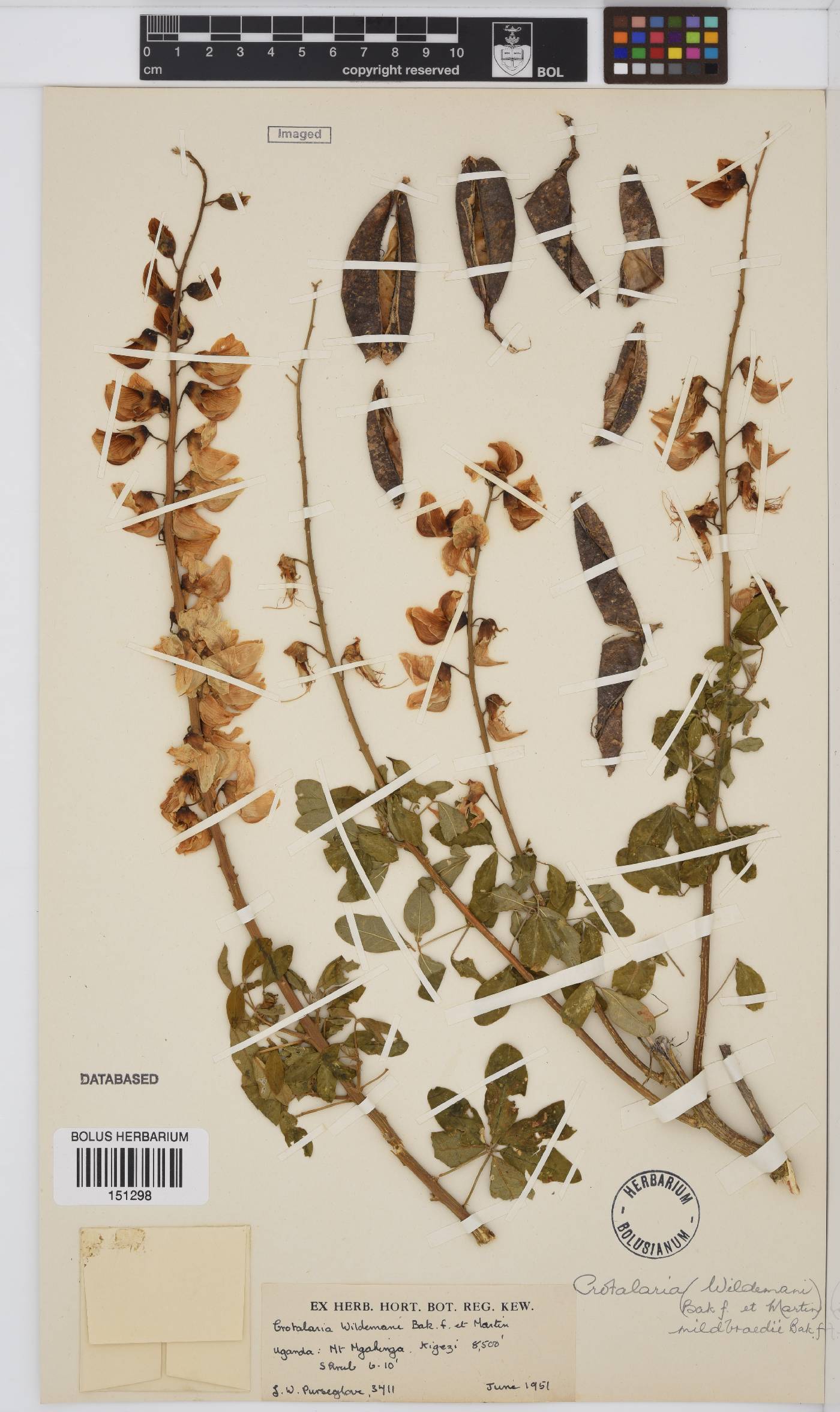 Crotalaria mildbraedii image