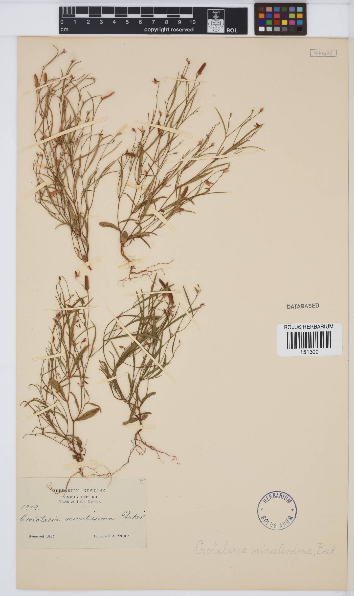 Crotalaria minutissima image