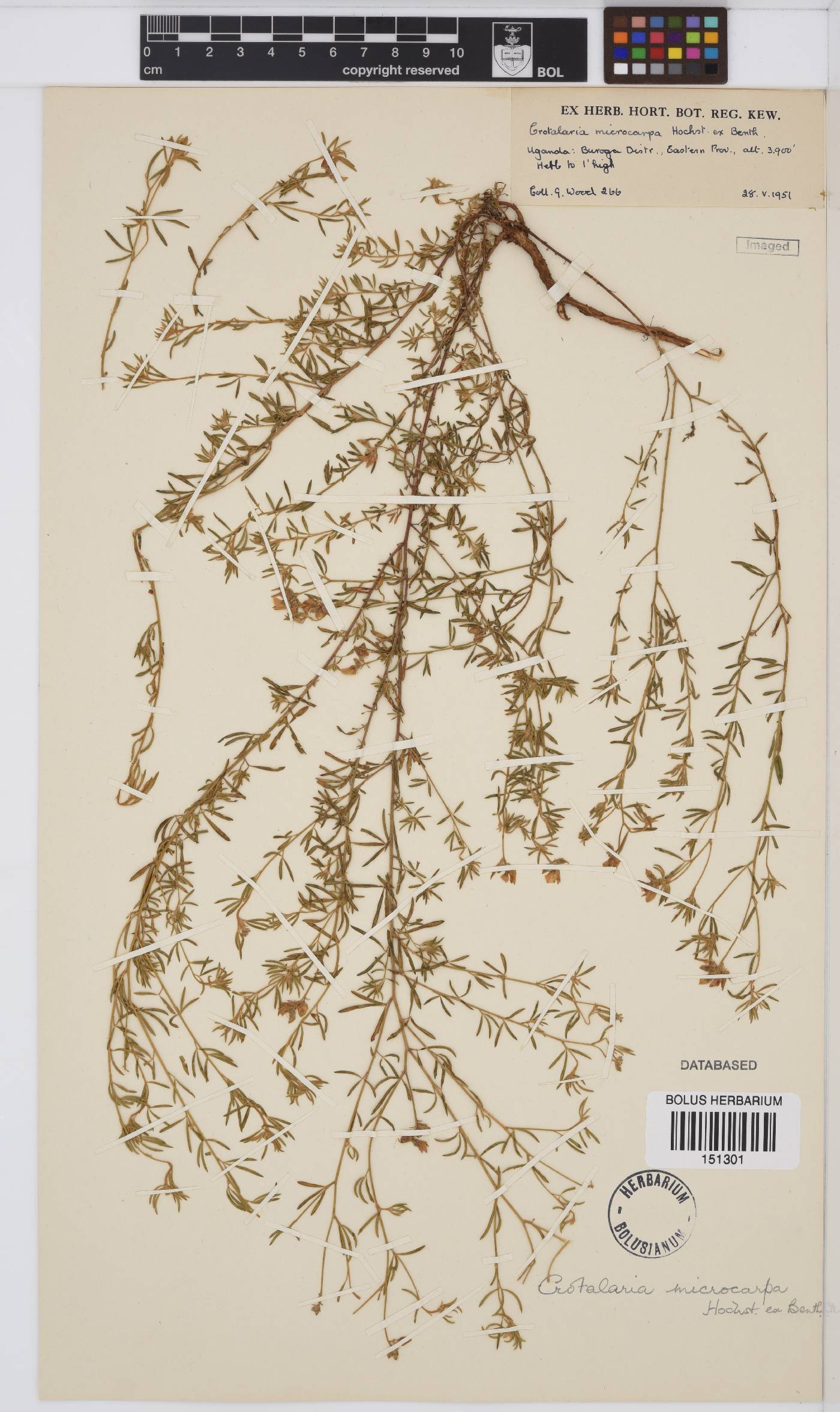 Crotalaria microcarpa image