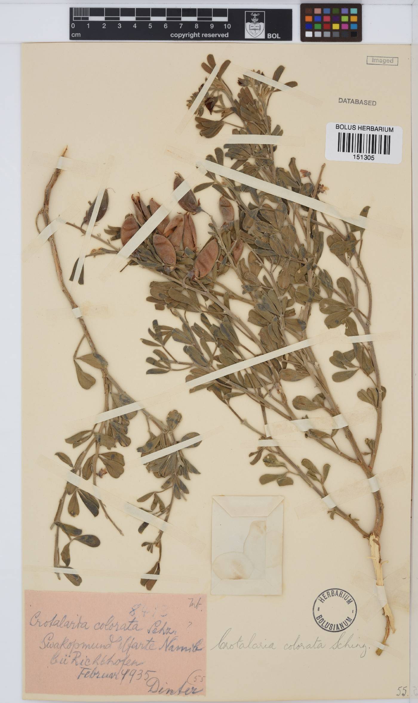 Crotalaria colorata image