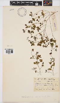 Crotalaria excisa image