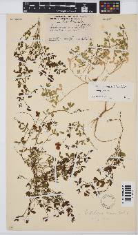 Crotalaria excisa subsp. excisa image