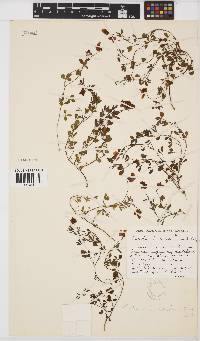 Crotalaria excisa subsp. excisa image