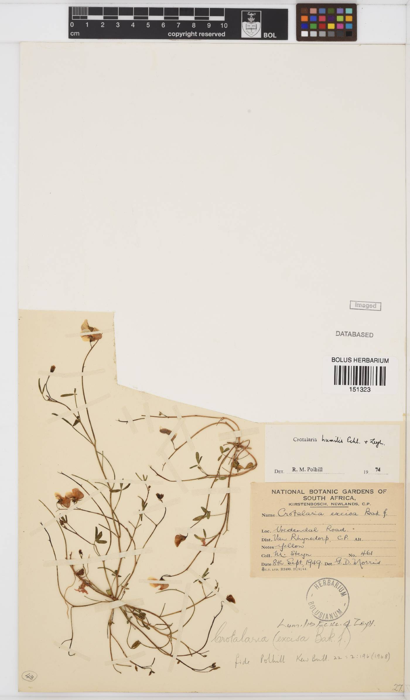 Crotalaria humilis image