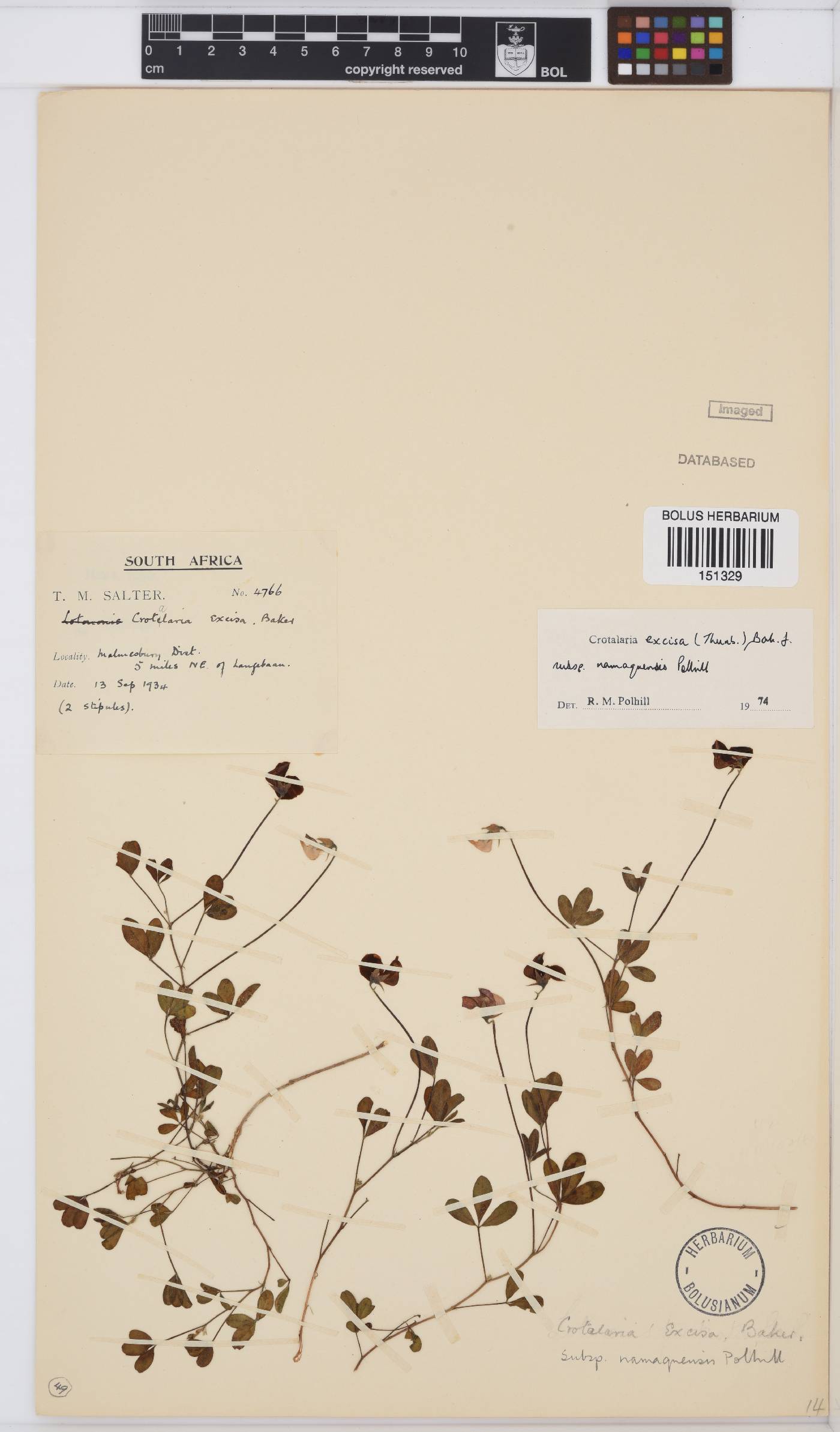 Crotalaria excisa image