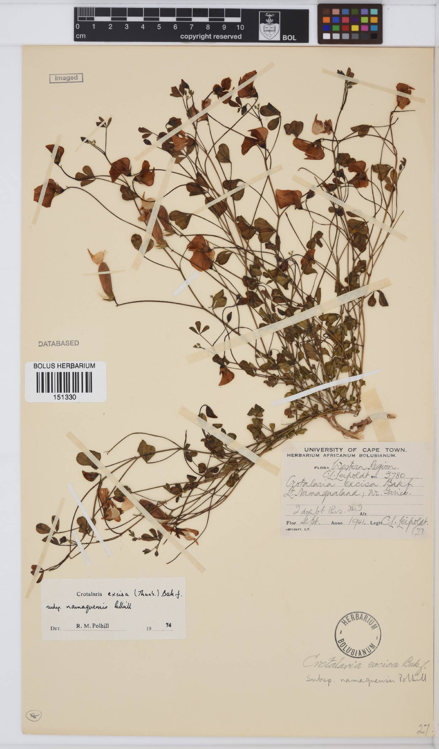 Crotalaria excisa image