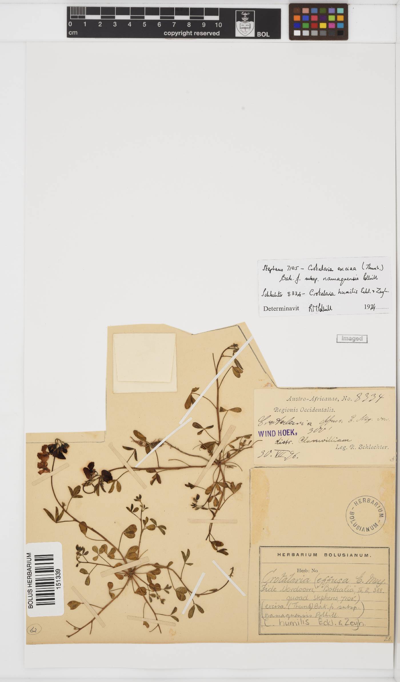 Crotalaria excisa image