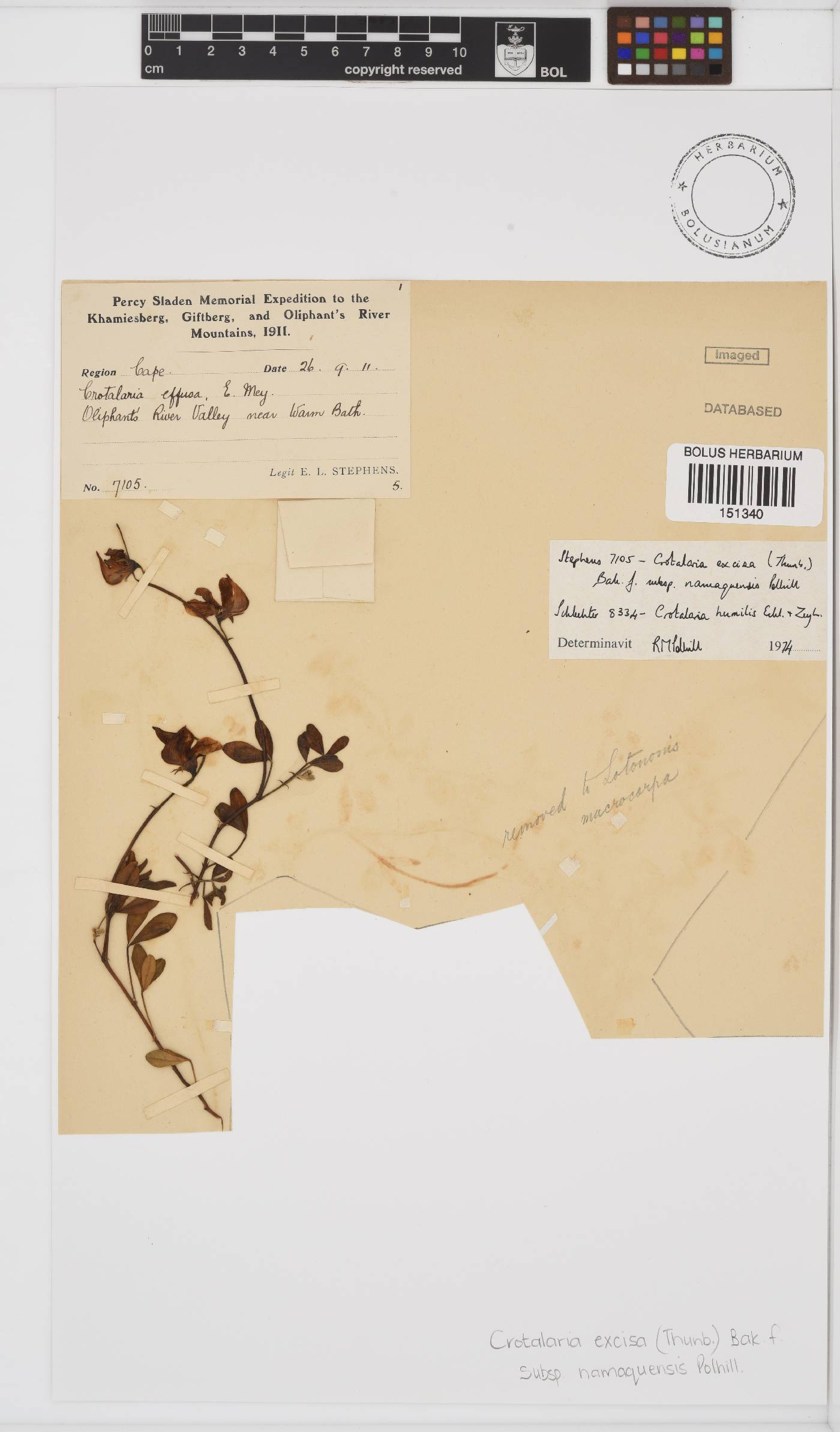 Crotalaria humilis image