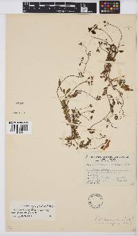 Crotalaria excisa image