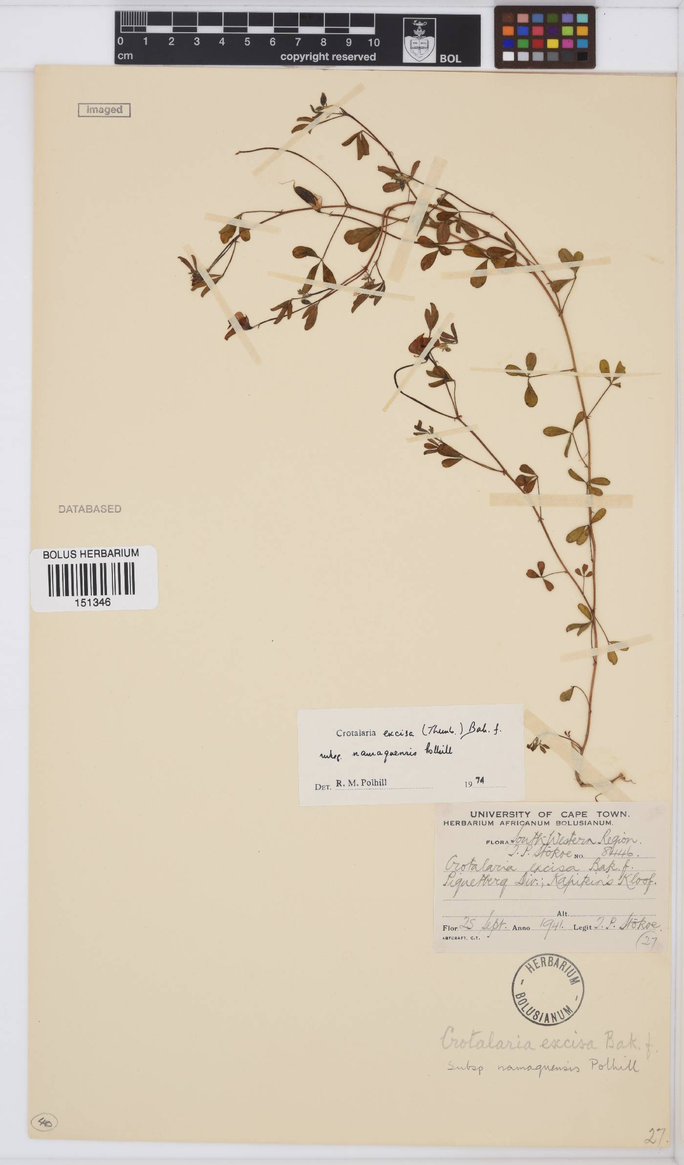 Crotalaria excisa image