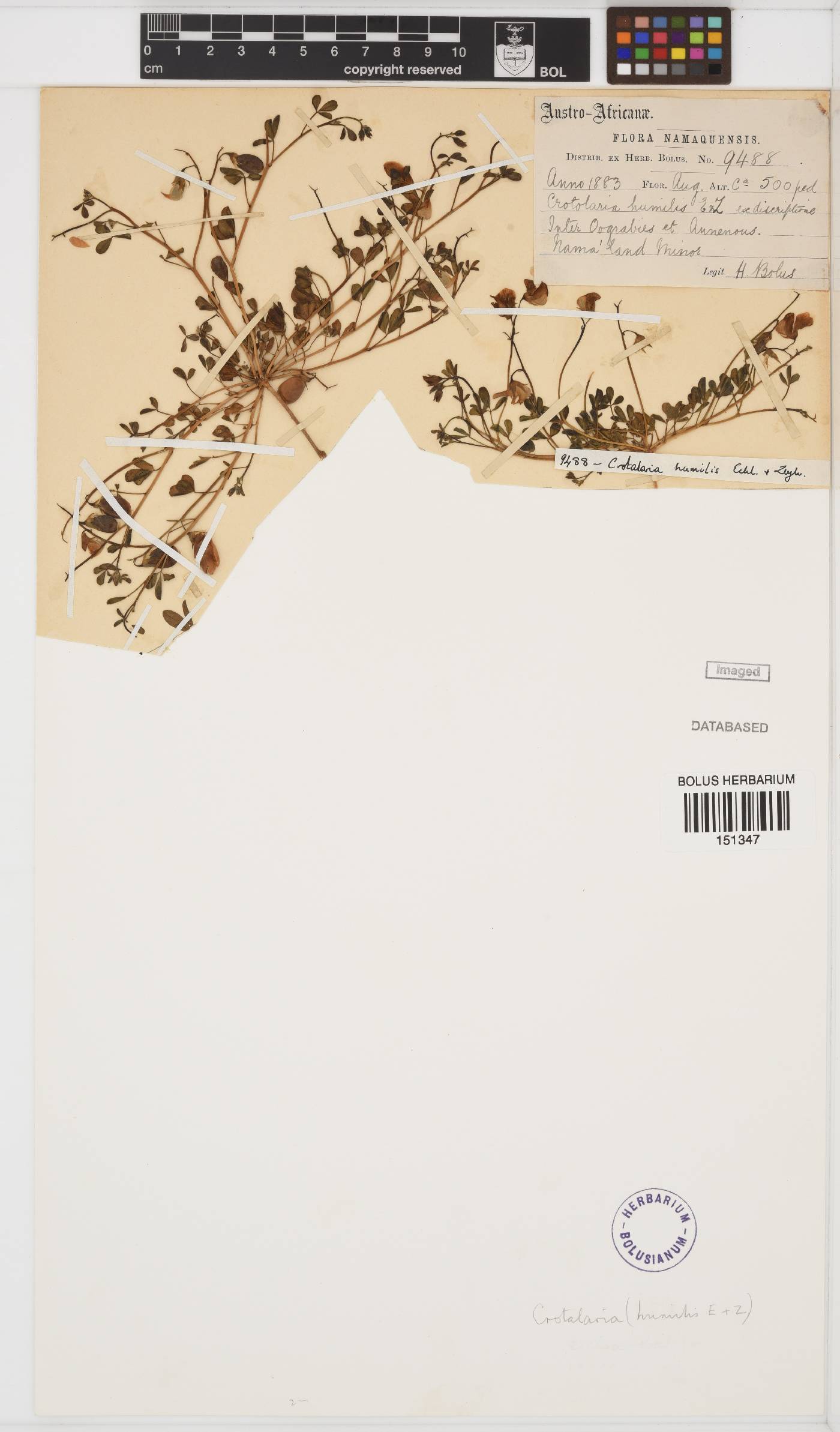 Crotalaria excisa image