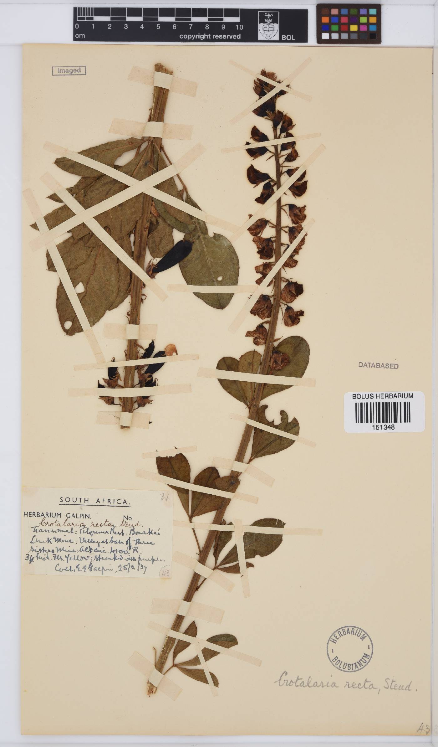 Crotalaria recta image