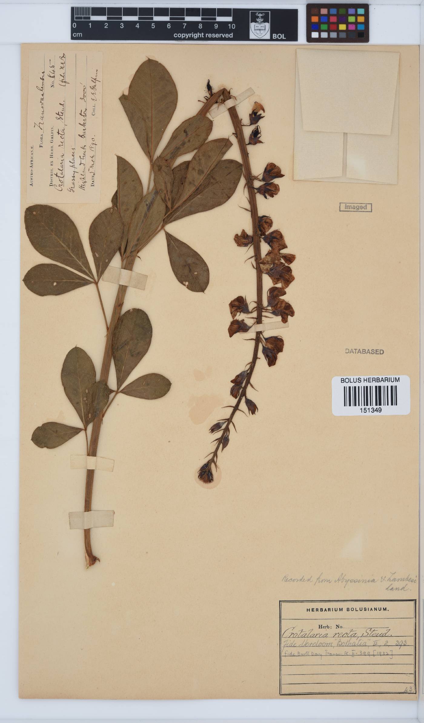 Crotalaria recta image