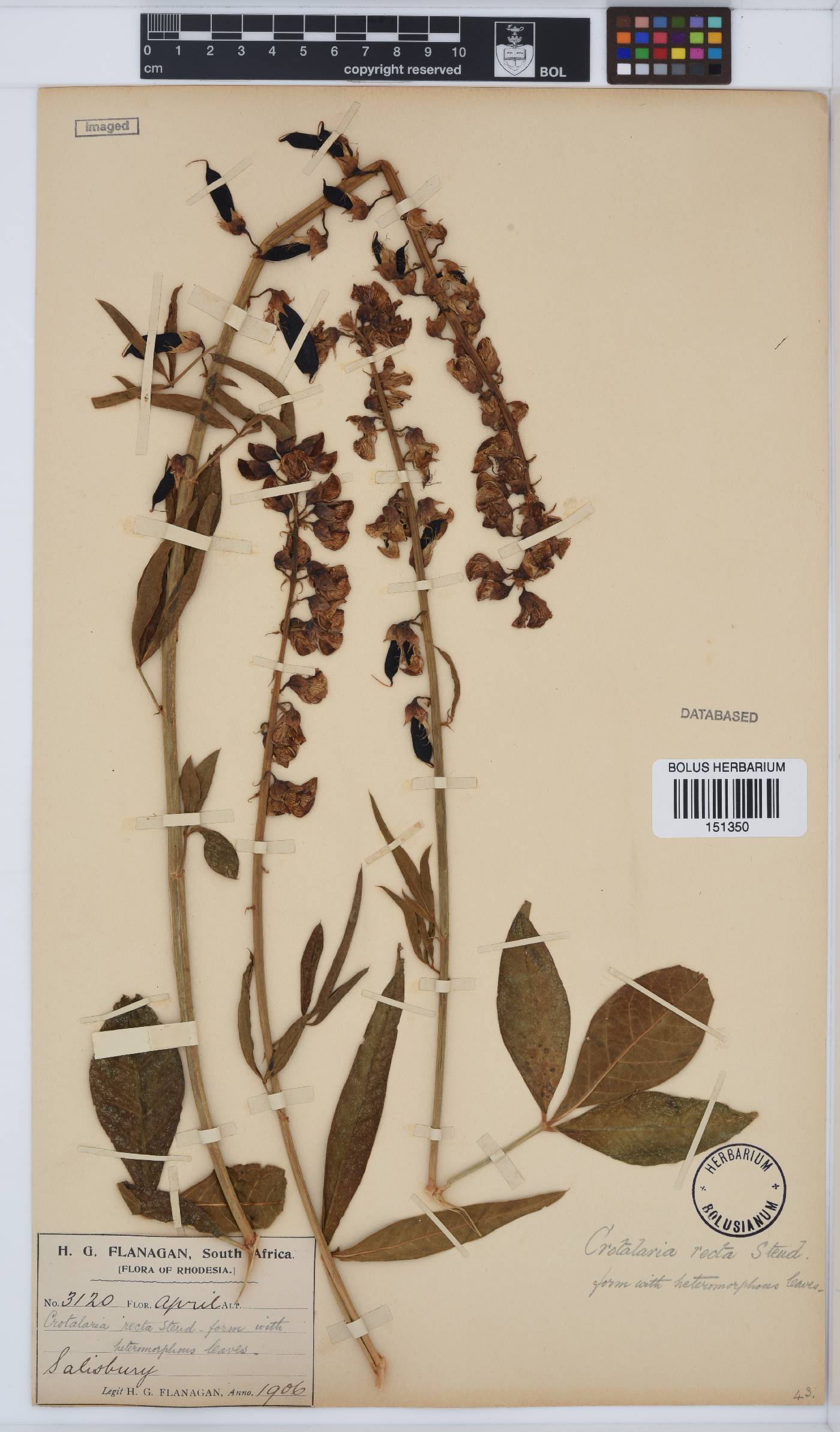 Crotalaria recta image