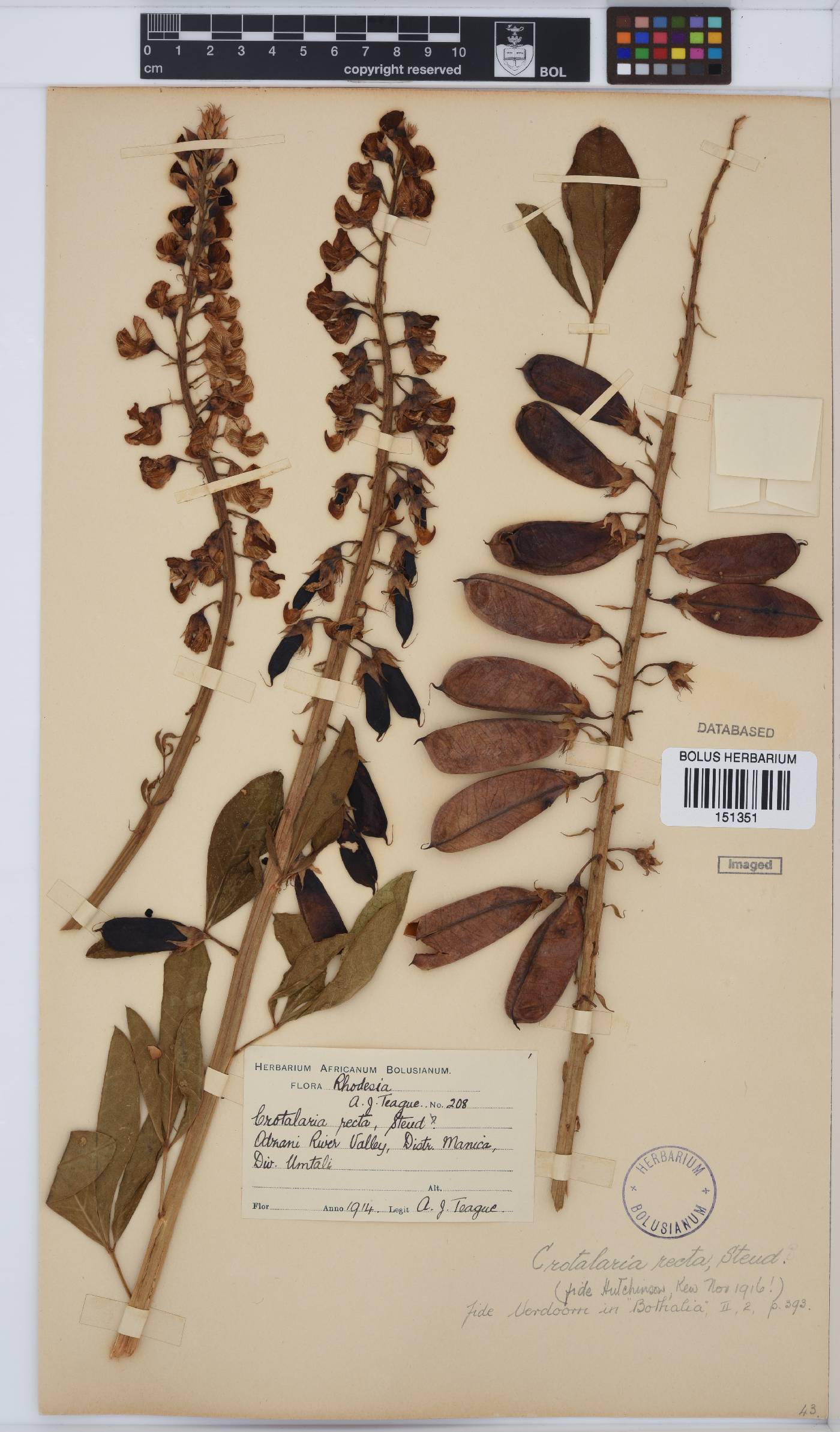 Crotalaria recta image