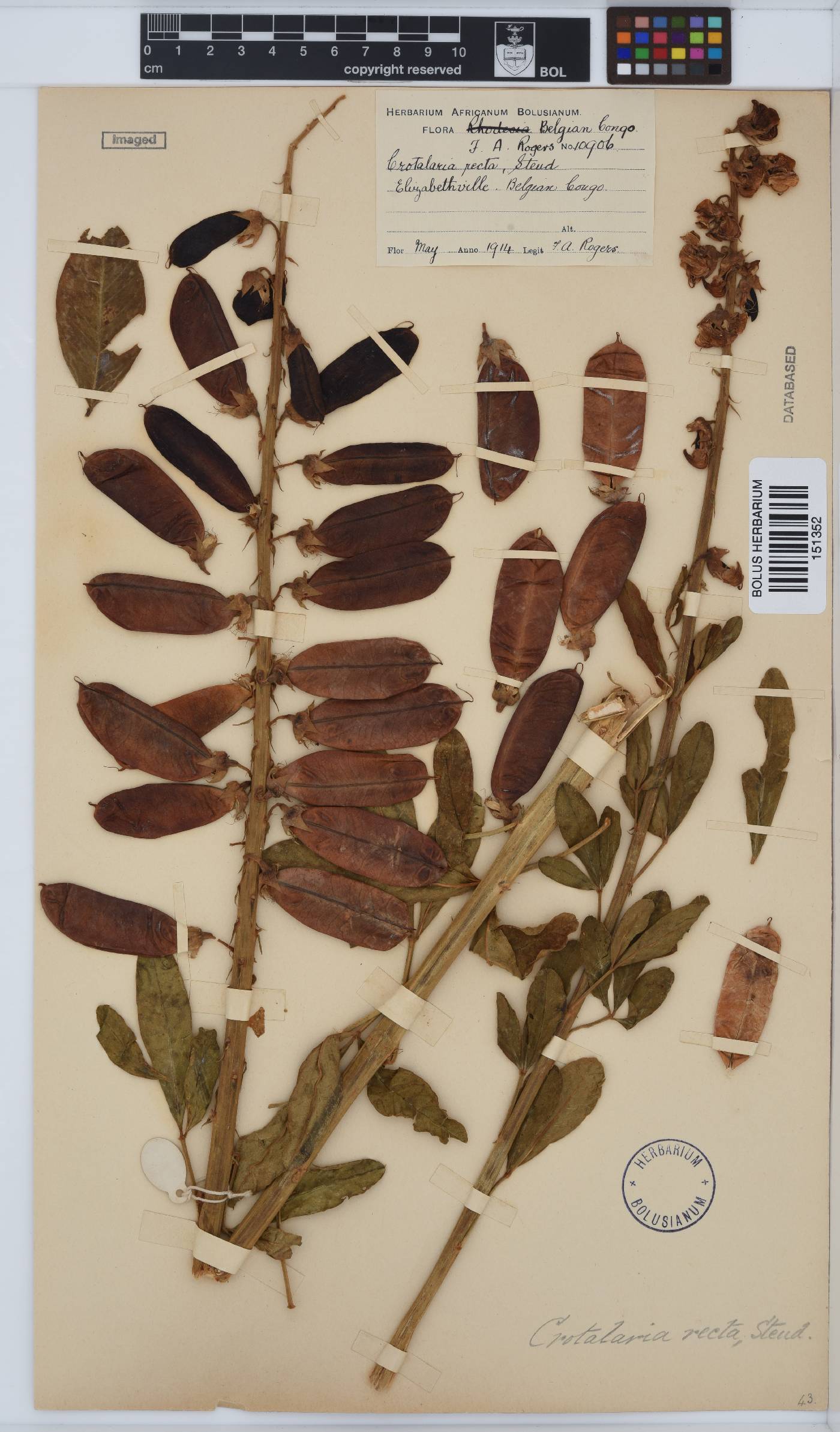 Crotalaria recta image