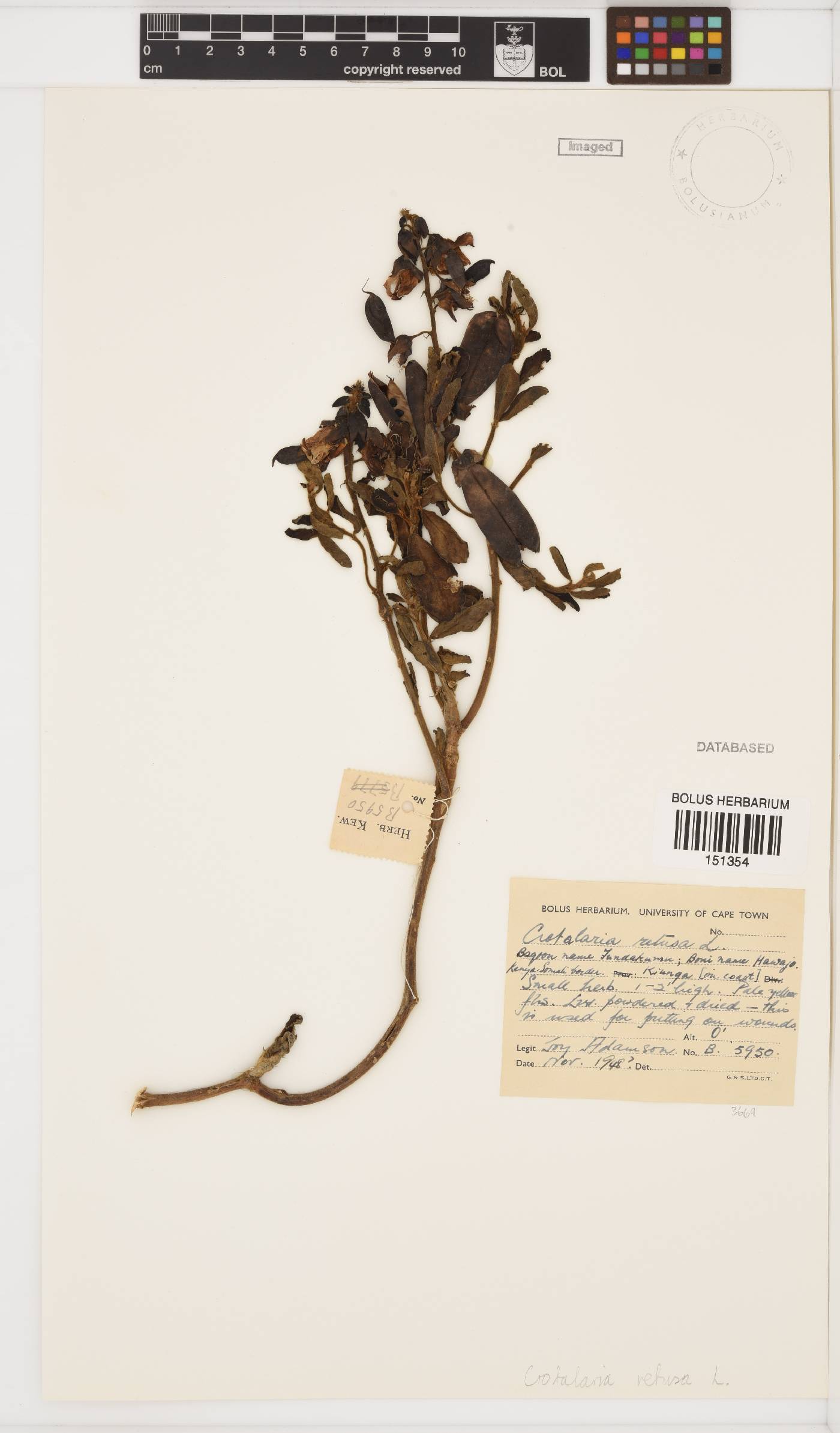 Crotalaria retusa image