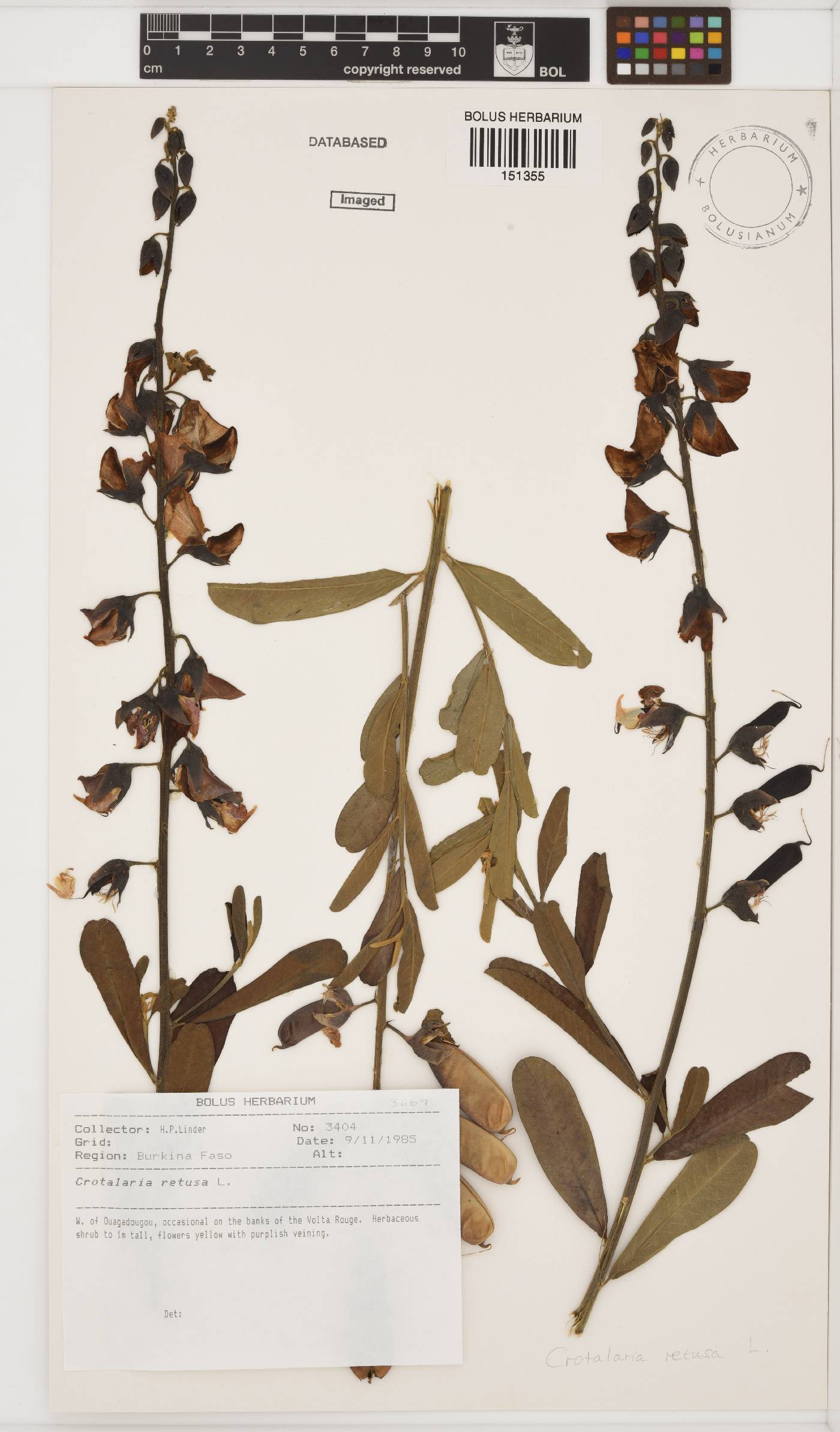 Crotalaria retusa image