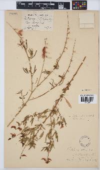 Crotalaria distans subsp. distans image