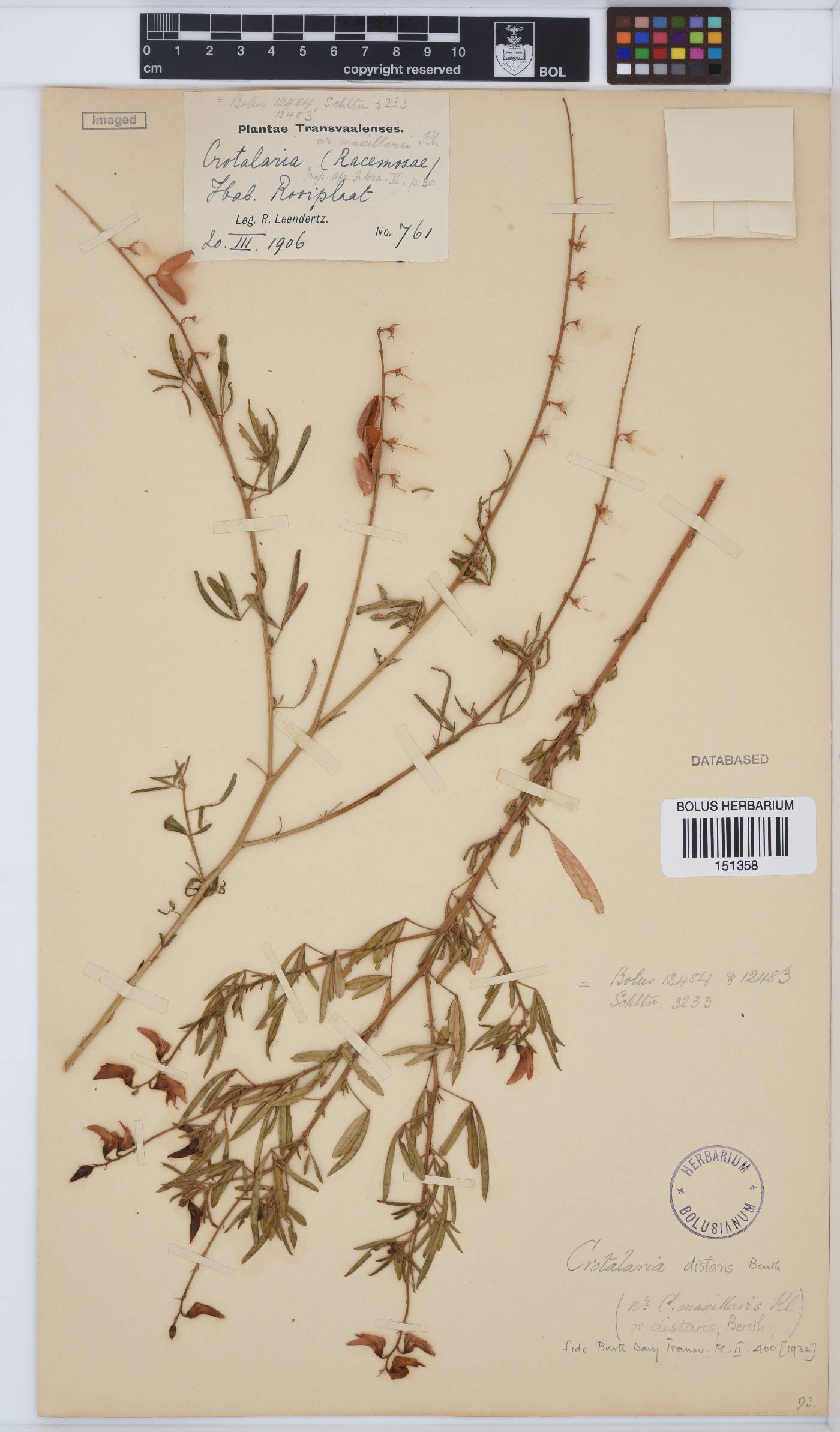 Crotalaria distans subsp. distans image