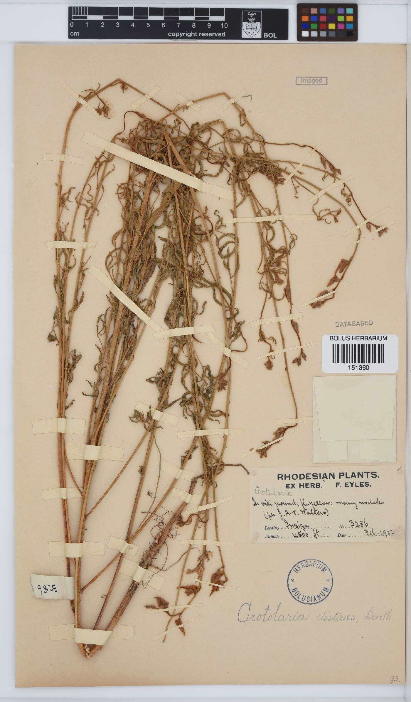 Crotalaria distans subsp. distans image