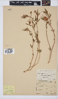 Crotalaria distans image