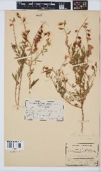 Crotalaria distans image