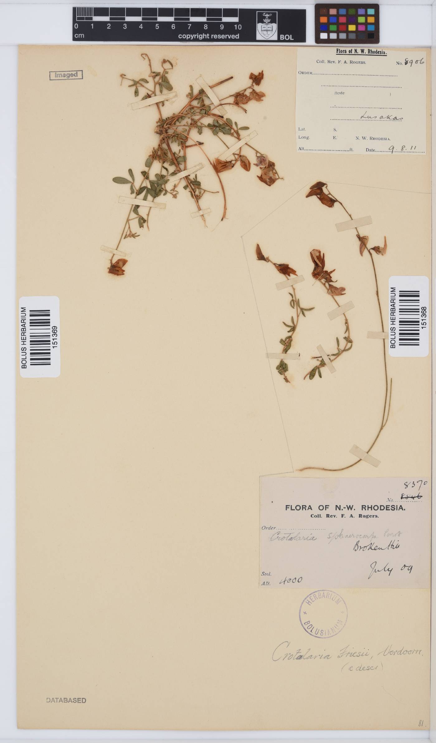 Crotalaria friesii image