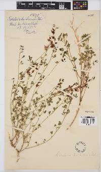 Crotalaria leubnitziana image