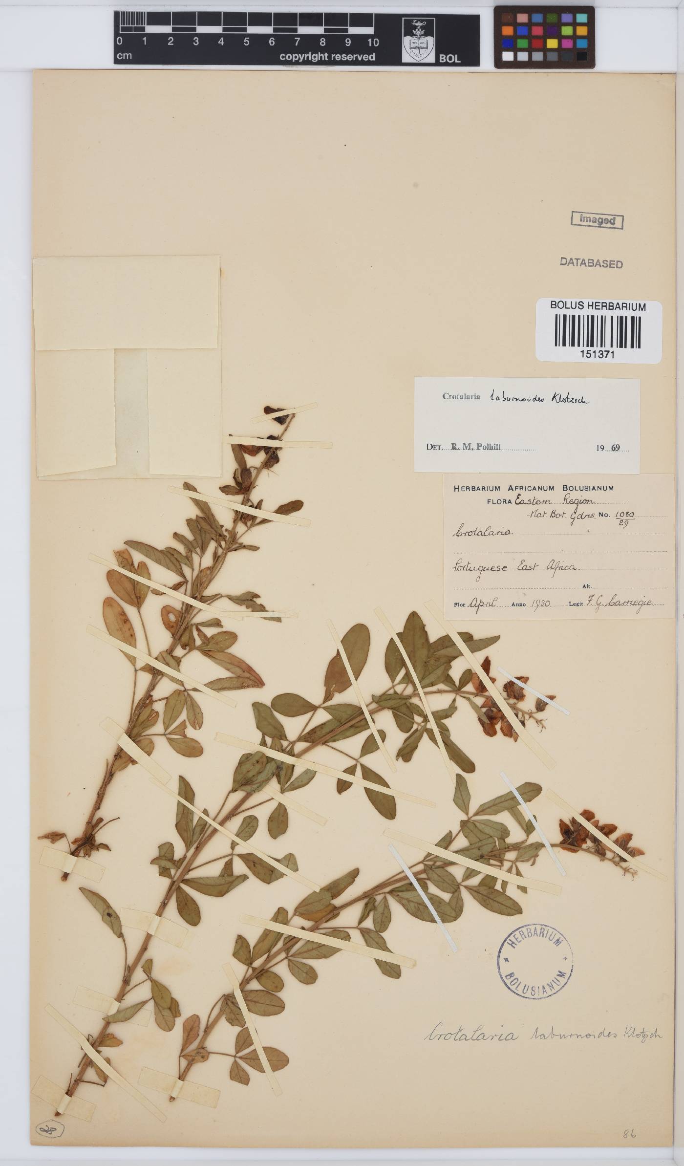 Crotalaria laburnoides image