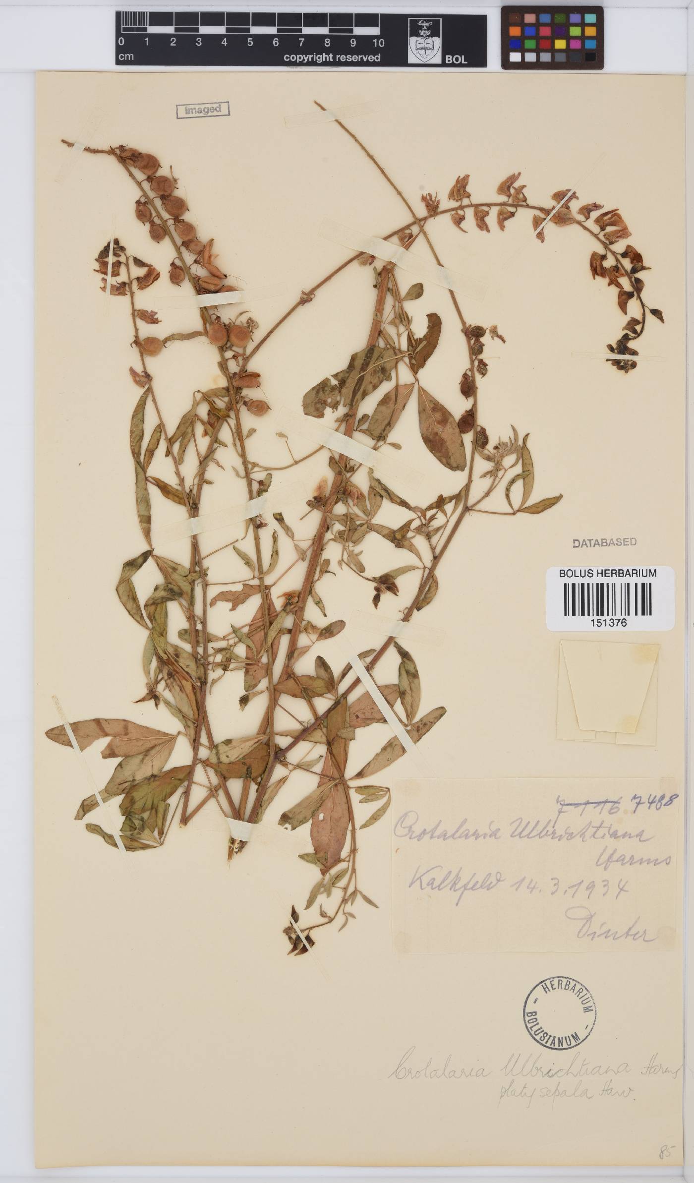 Crotalaria platysepala image